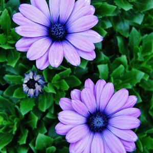 Meet your Posher, Melody